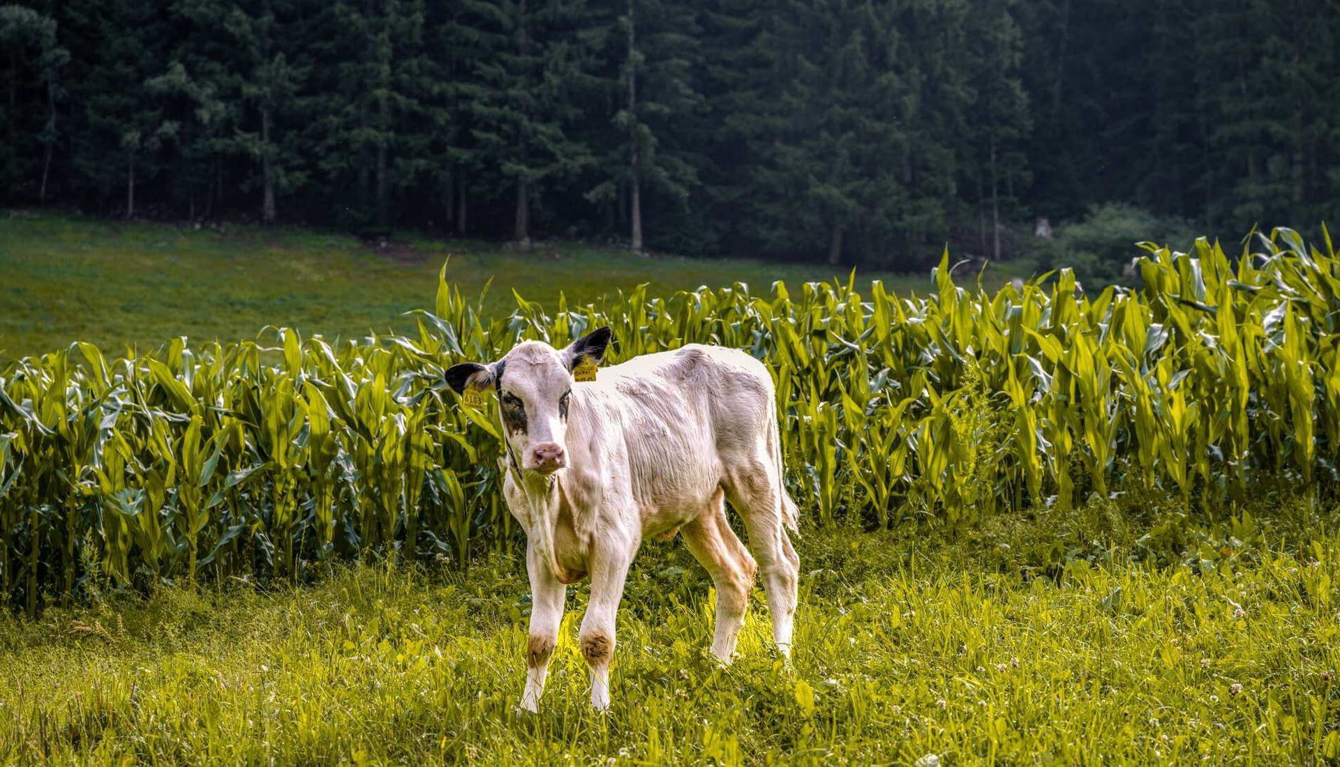 Familienurlaub auf dem Bauernhof - Vals / Mühlbach Südtirol