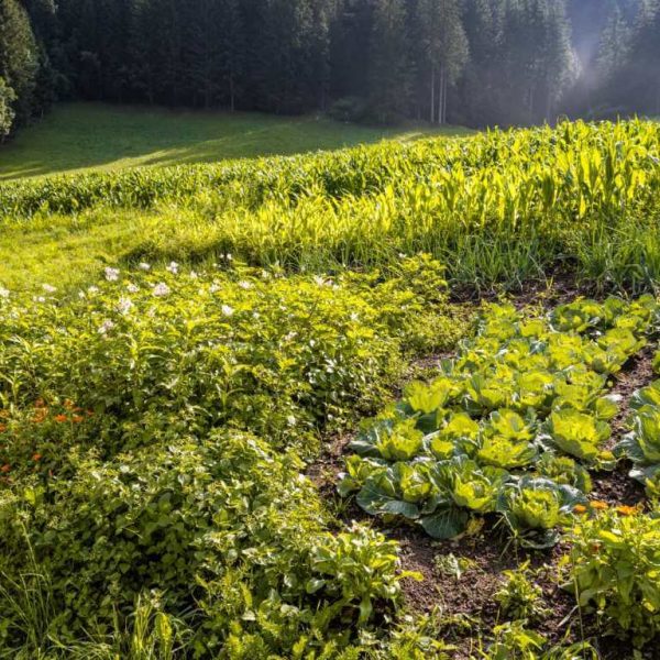 wieserhof vals muehlbach suedtirol 30